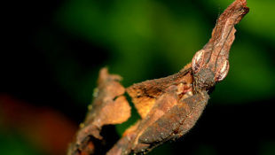 kudlanka Phyllocrania Paradoxa