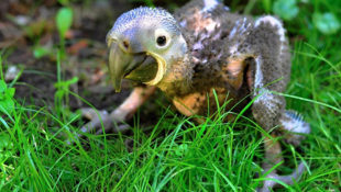ara hyacintový mládě zoo Zlín