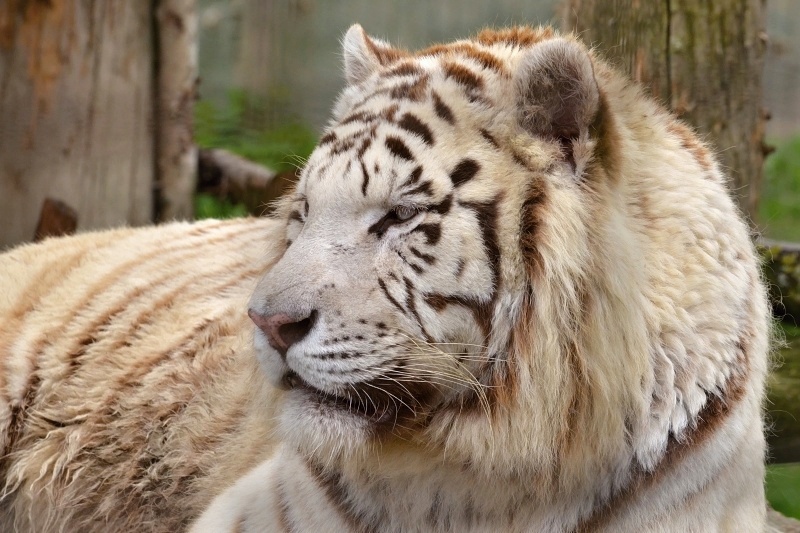 tygr indický bílý