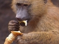 pavián babuin