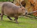 kapybara