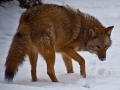 coywolf - kojot + vlk