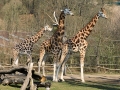 žirafa Rotschildova