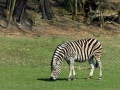 zebra chapmannova