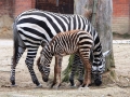 zebra-bezhriva