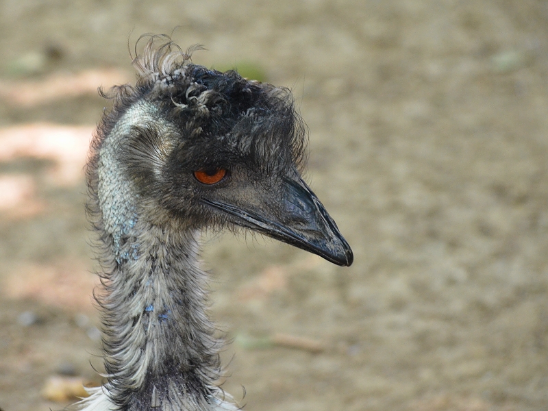 emu hnědý (2)