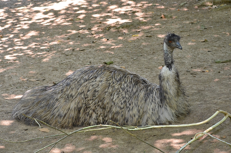 emu hnědý