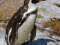 tučňák Humboldtův