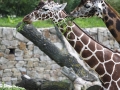 žirafy v jihlavské zoo-13