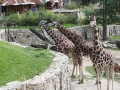 žirafy v jihlavské zoo-01