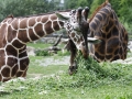 žirafy v jihlavské zoo-05