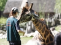 žirafy v jihlavské zoo-09