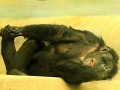 šimpanz učenlivý