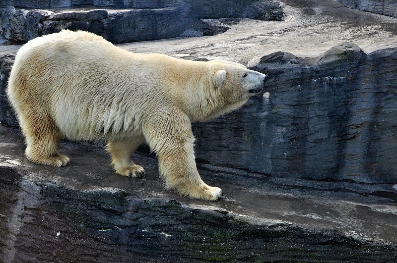 medvěd lední
