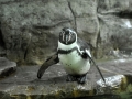 tučňák Humboldtův