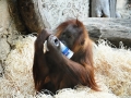 Orangutani v ZOO Praha
