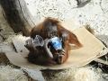Orangutani v ZOO Praha