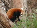 panda červená