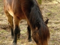 exmoorský pony