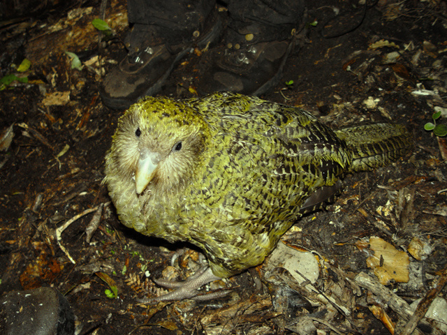Kakapo soví
