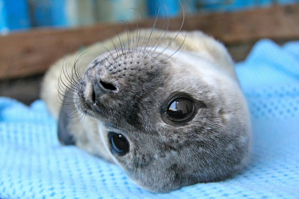 Tuleň v Seal Rescue Ireland
