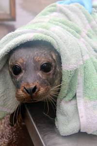Seal Rescue Ireland - tuleň na váze