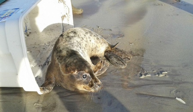 Seal Rescue Ireland - vypouštění tuleňů