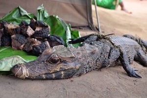 krokodýl a bush meat