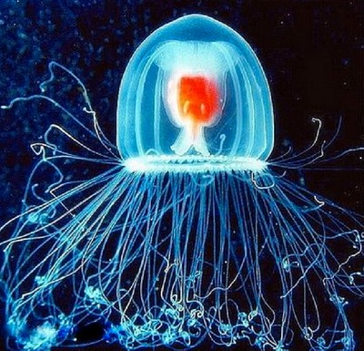 Turritopsis dohrnii immortal jellyfish