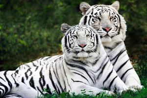 bílí tygři