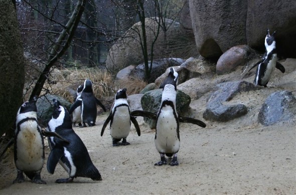 tučňáci