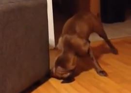 dog head pressing floor