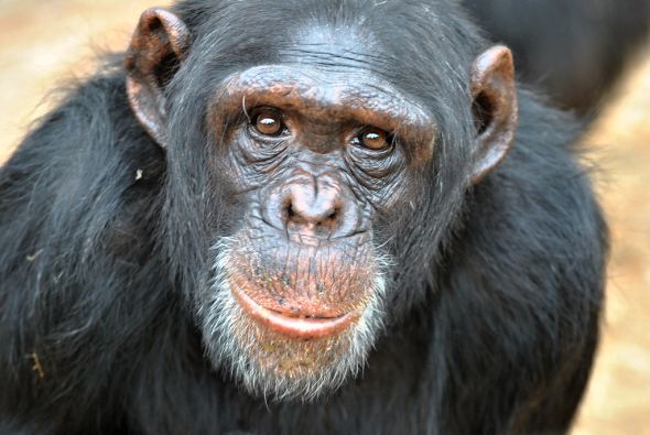 šimpanz zrcadlový test
