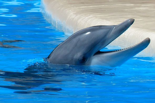 delfín zrcadlový test
