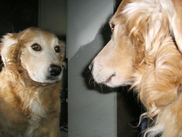 pes a zrcadlo