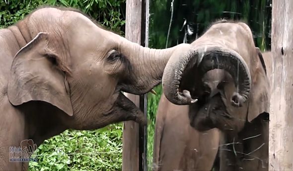 slon zrcadlový test