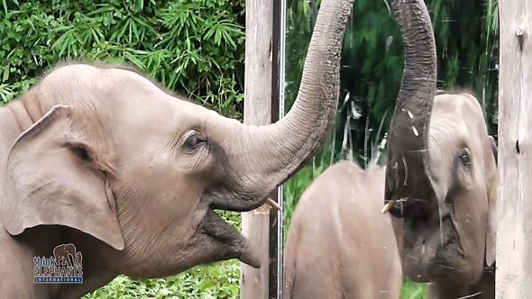 slon zrcadlový test