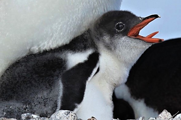 tučňák jazyk