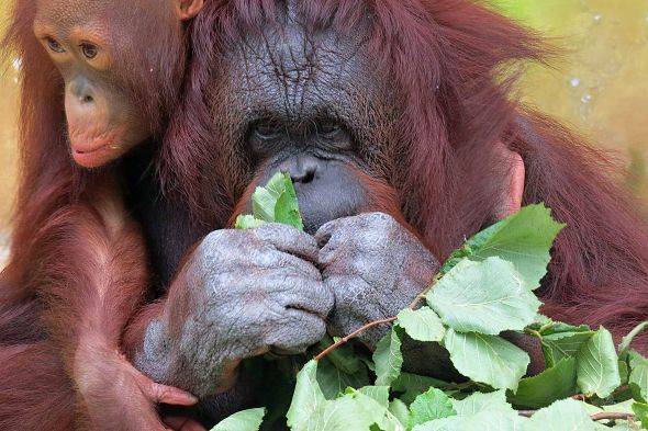 orangutani Ňuninka a Cantik