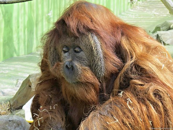 orangutan Ferda
