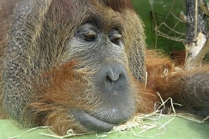 orangutan Ferda