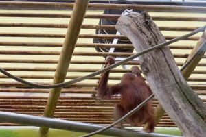 krmný sud orangutanů