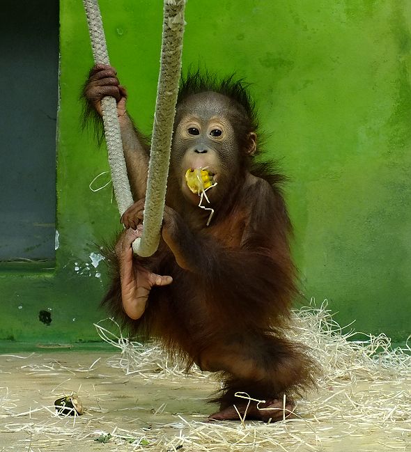 orangutan Cantik
