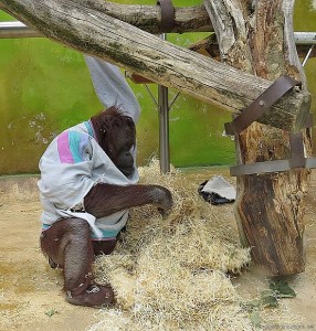 orangutan Ňuninka v mikině