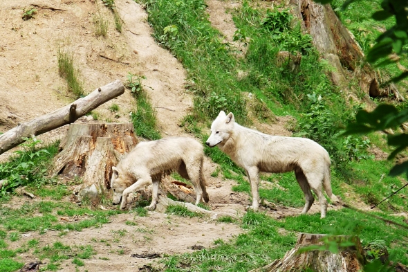 Vlk arktický je v dospělosti bílý, mláďata jsou však tmavá. | Kredit: Jitka Erbenová, CC BY-SA 3.0