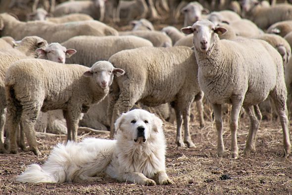 pyrenejský pastevecký pes