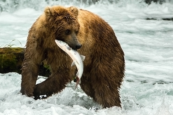 Grizzlyové na Aljašce mají lososí hody. | Kredit: Max Goldberg, CC BY 2.0
