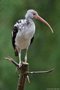 ZOO Jihlava - ibis bílý
