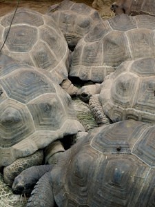 Želvy obrovské v plzeňské zoo | Kredit: © Redakce ZOO Magazín