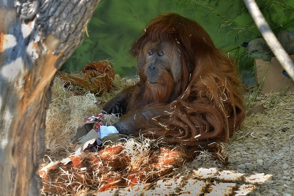 Den orangutanů si užil i kříženec Ferda. Kredit: © Redakce ZOO Magazín
